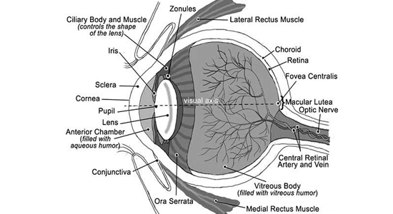 Oculoplastic Care